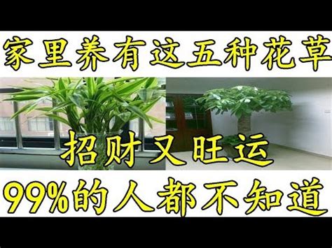 旺財招財植物風水|風水師推薦：6種招財植物大公開